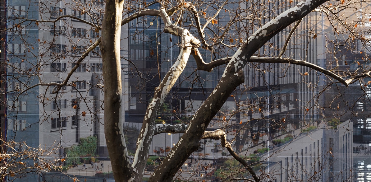 Edição 2021. Anastasia Samoylova