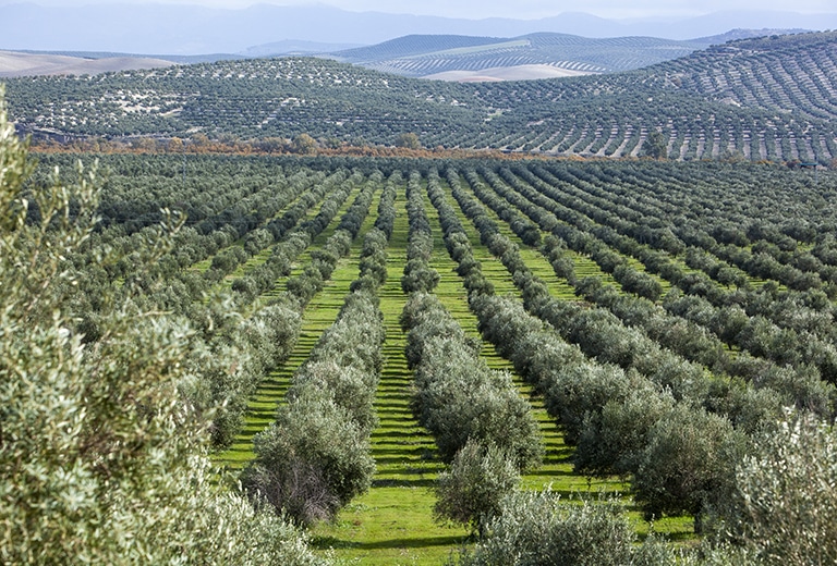 Paisagem de olival com fileiras de oliveiras no campo.